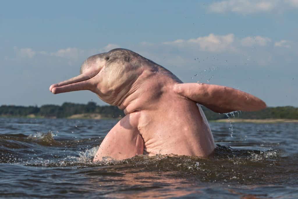 Delfino di fiume rosa