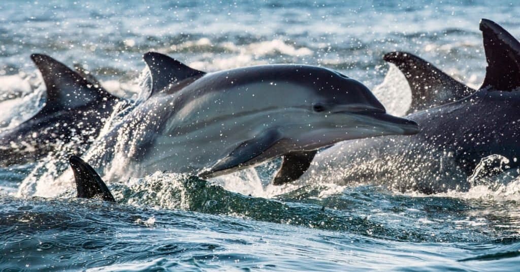 Delfini, nuoto nell'oceano e caccia ai pesci.  Il delfino comune dal becco lungo nell'Oceano Atlantico.