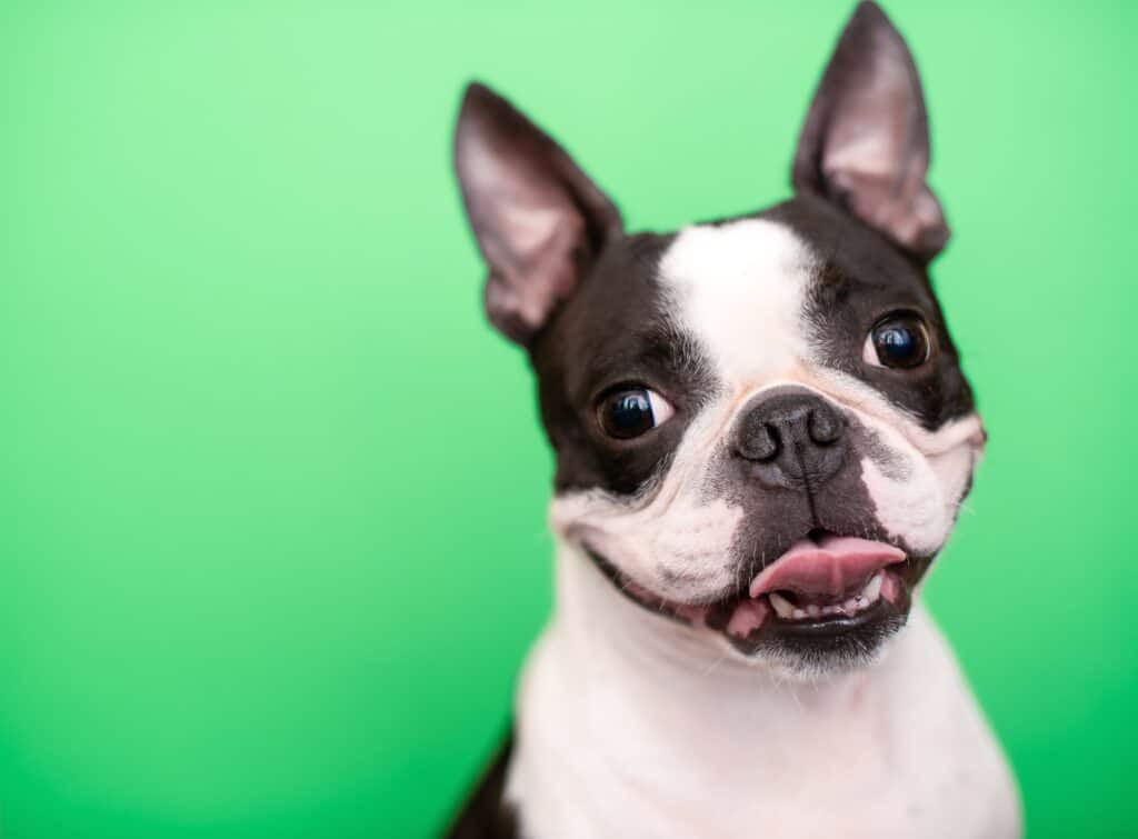 Boston Terrier - Denti del Boston Terrier
