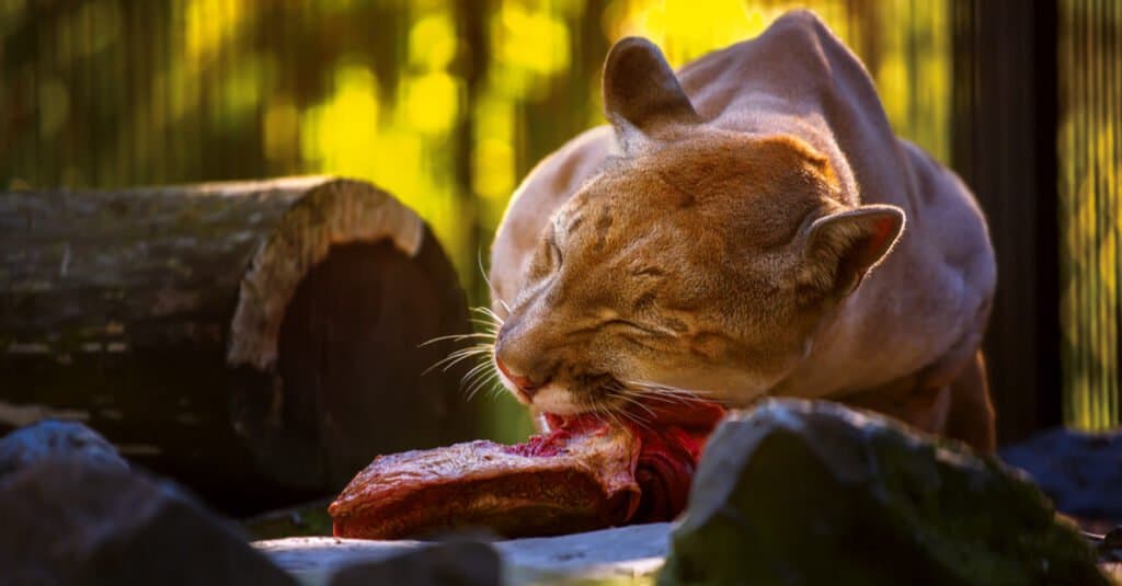 Cosa mangiano i leoni di montagna: l'alimentazione dei leoni di montagna