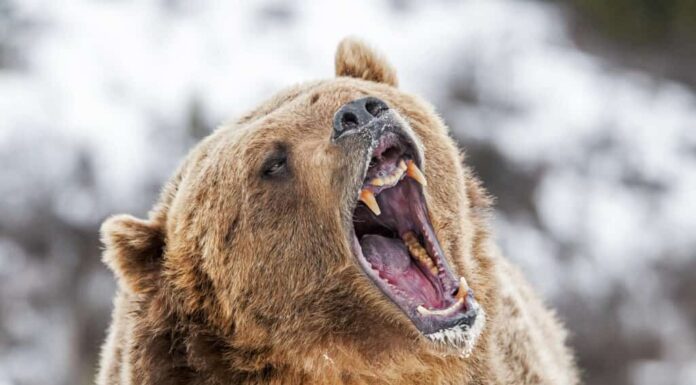 Grizzly bear