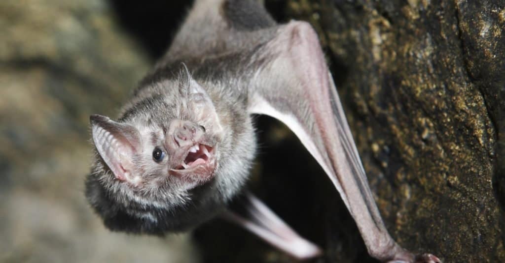 Un pipistrello vampiro con la bocca aperta sul lato di una roccia.
