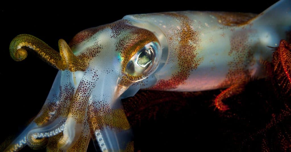 Cosa mangiano i calamari - Calamari di barriera corallina