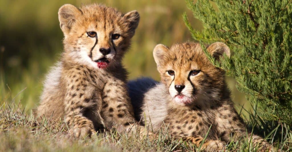 fratellini del ghepardo