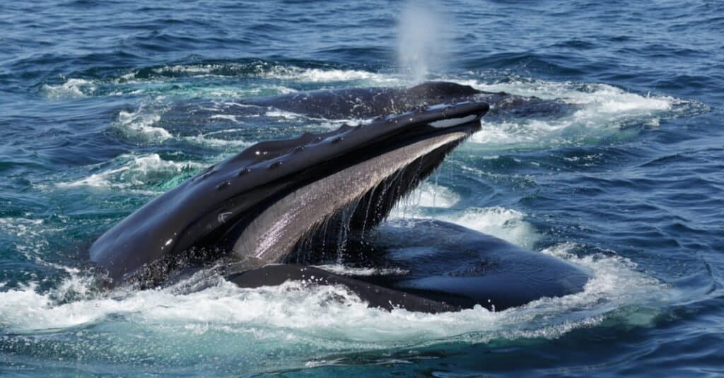 balena megattera con nebbia fuori dallo sfiatatoio