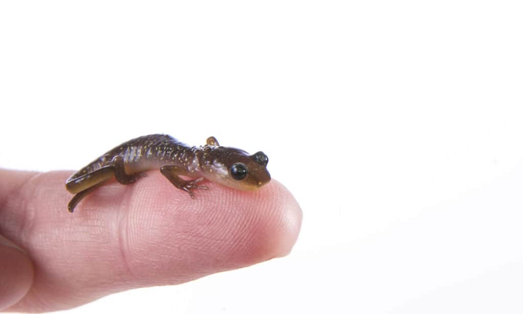 piccola salamandra