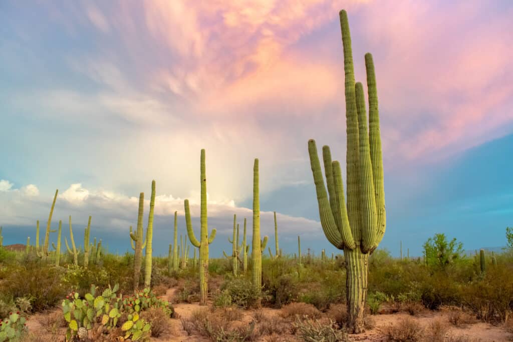 Il cactus saguaro ha una crescita estremamente lenta 