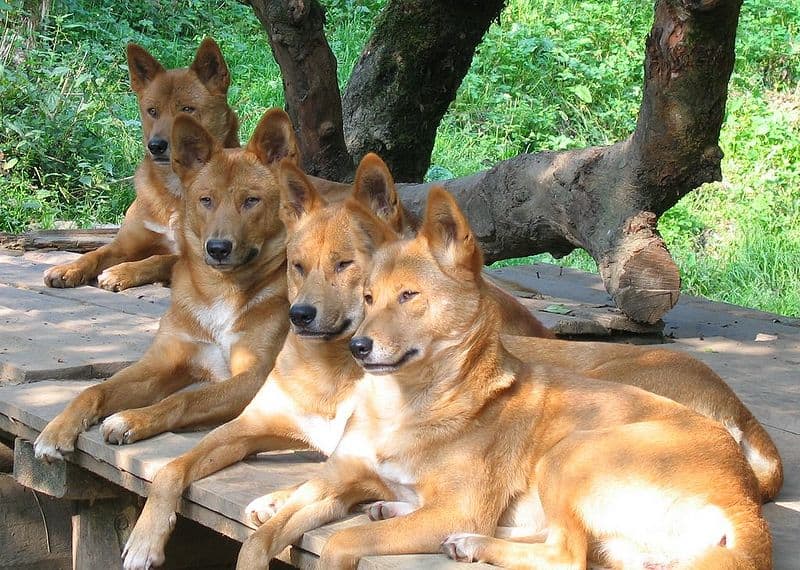 dingo (Canis lupus dingo) dingo di colore rossastro