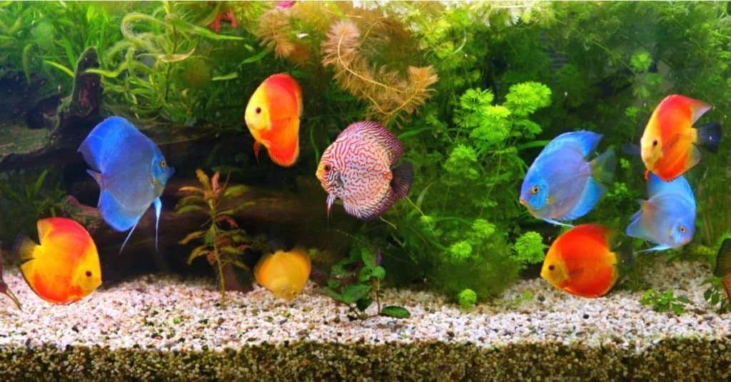 Un gruppo di Discus in un acquario