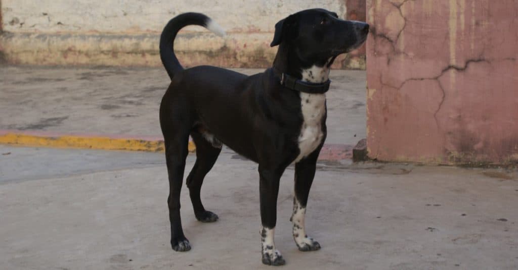 Un primo piano di un bellissimo cane nero Borador in piedi nel cortile