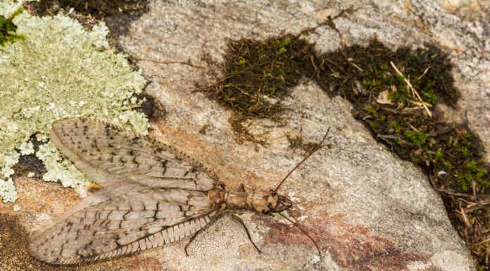 Dobsonfly orientale
