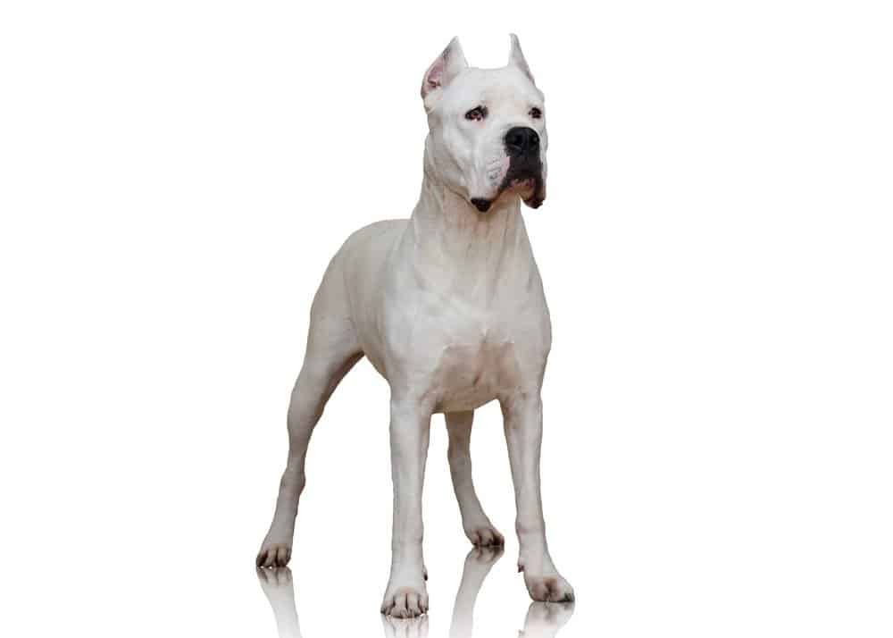 Un cane Dogo Argentino isolato su uno sfondo bianco