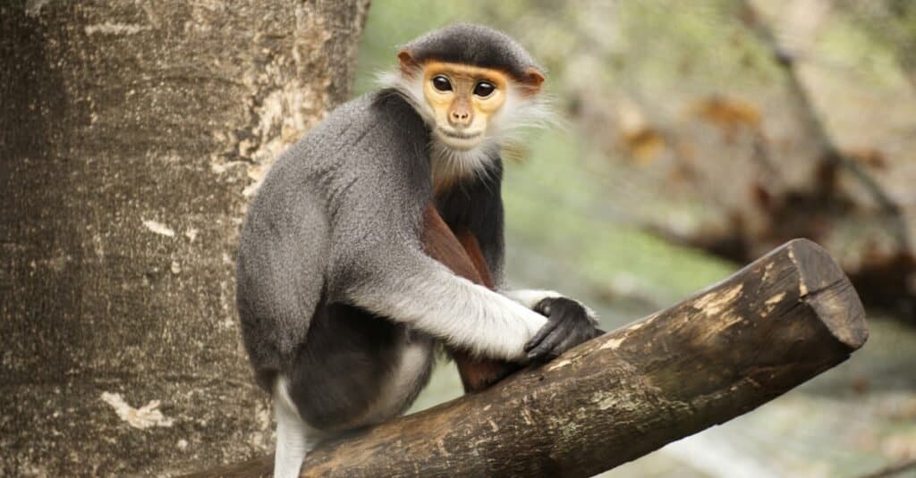 Douc langur dalla zampa rossa su un albero.