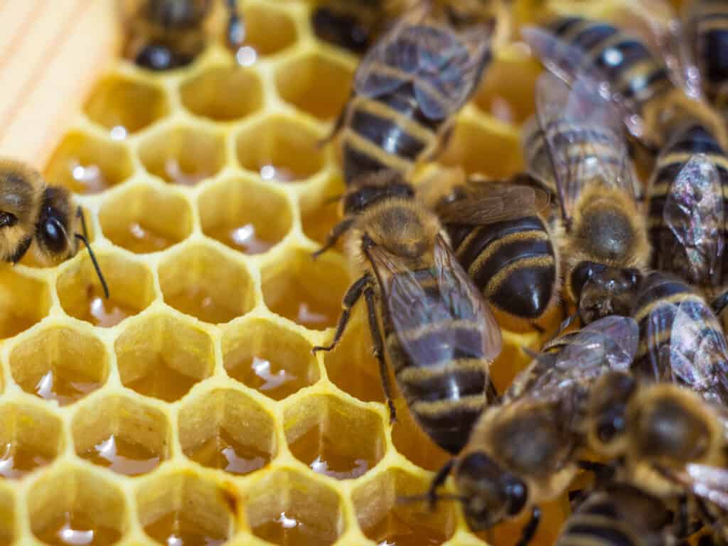 È noto che le api da miele comunicano attraverso una danza agitata