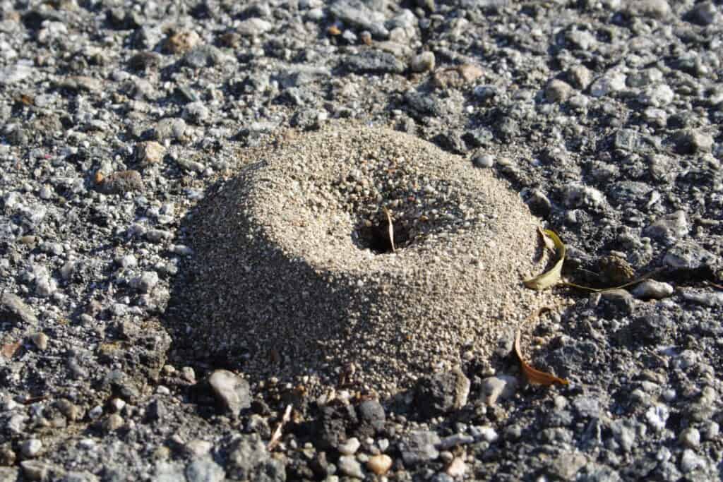 mucchio di formiche