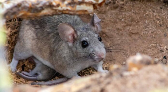 Eastern Woodrat