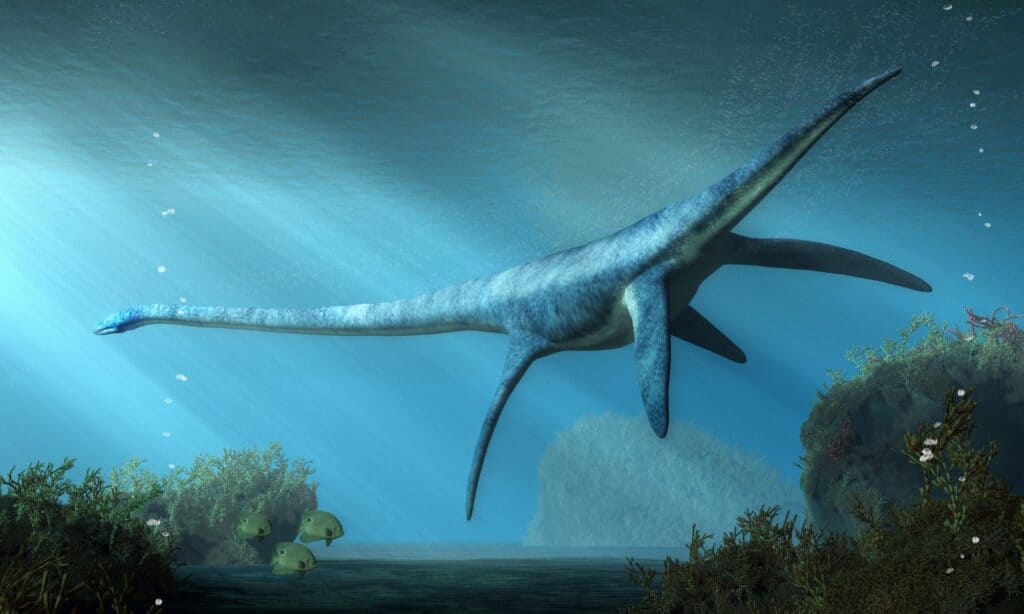 Un Elasmosaurus, un plesiosauro dal collo lungo caratterizzato da un corpo aerodinamico con gambe a forma di pale per muovere i loro enormi corpi.  Invece delle gambe, l'Elasmosaurus sembrava avere delle pinne, che li aiutavano a nuotare nelle acque.