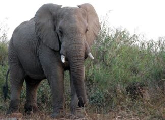 Elefante africano della foresta
