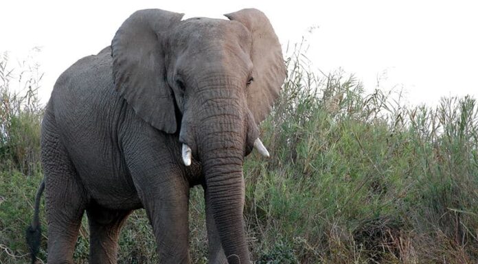 Elefante africano della foresta
