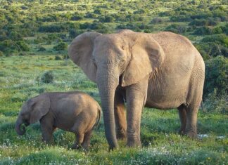 Elefante africano di Bush
