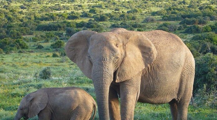 Elefante africano di Bush
