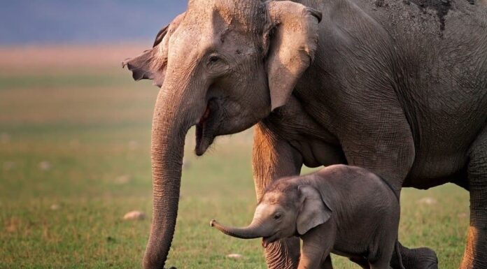 Il salvataggio straziante del cucciolo e della madre elefante in Thailandia ti farà sorridere
