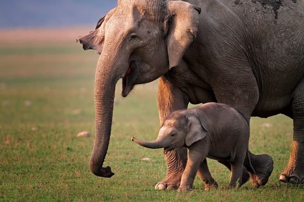 Madre e vitello dell'elefante asiatico selvaggio, parco nazionale di Corbett, India