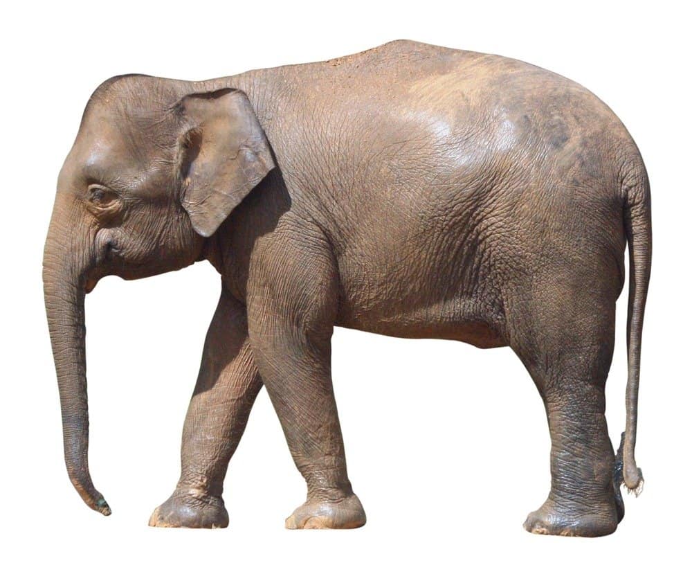 Elefante del Borneo isolato su sfondo bianco