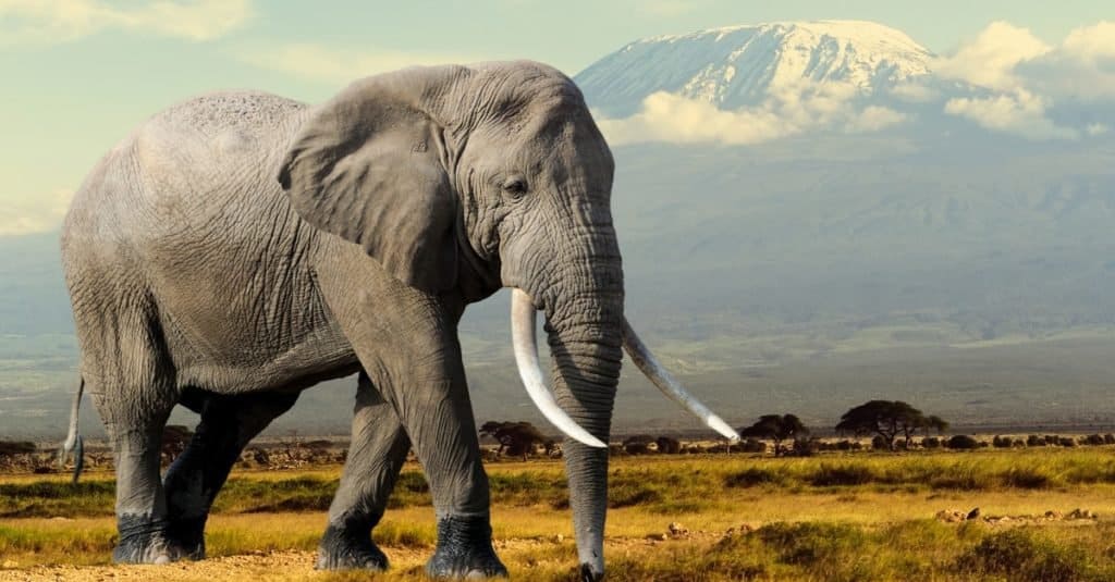 Elefante sul fondo del monte Kilimajaro nel parco nazionale del Kenya, Africa