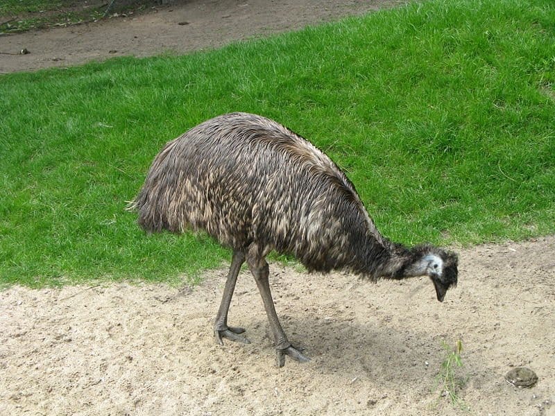 Emù in cerca di cibo in un po' di sabbia