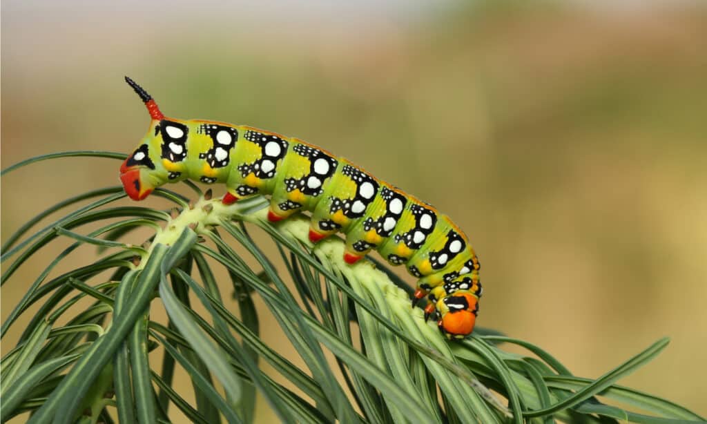 Le zampe posteriori del bruco Hawk Moth, che sono formalmente chiamate proleg anali, sono appiattite in modo che possano aggrapparsi saldamente alla pianta mentre il bruco si nutre.