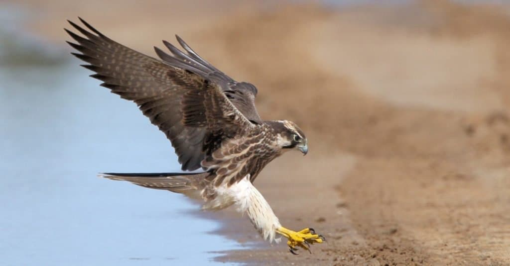 Lanner Falcon in atterraggio vicino all'acqua nel Kalahari