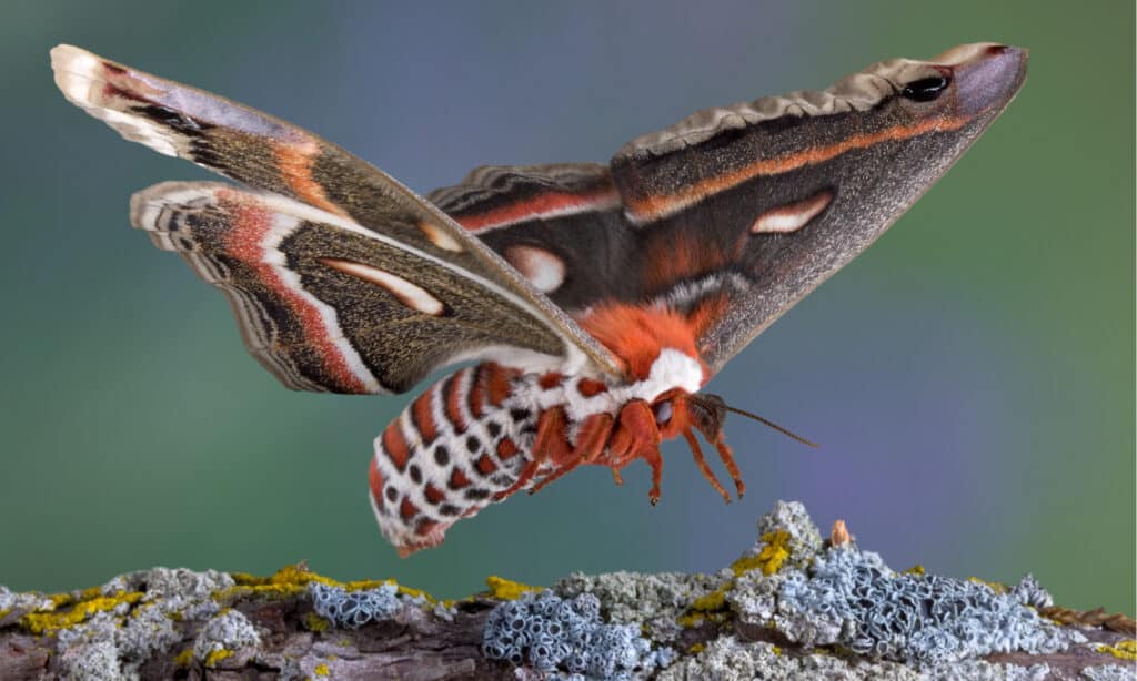 Una femmina di falena cecropia sta atterrando su un ramo.  Le ali sono bruno-grigiastre e ognuna ha una macchia rossa a forma di rene con un centro bianco.