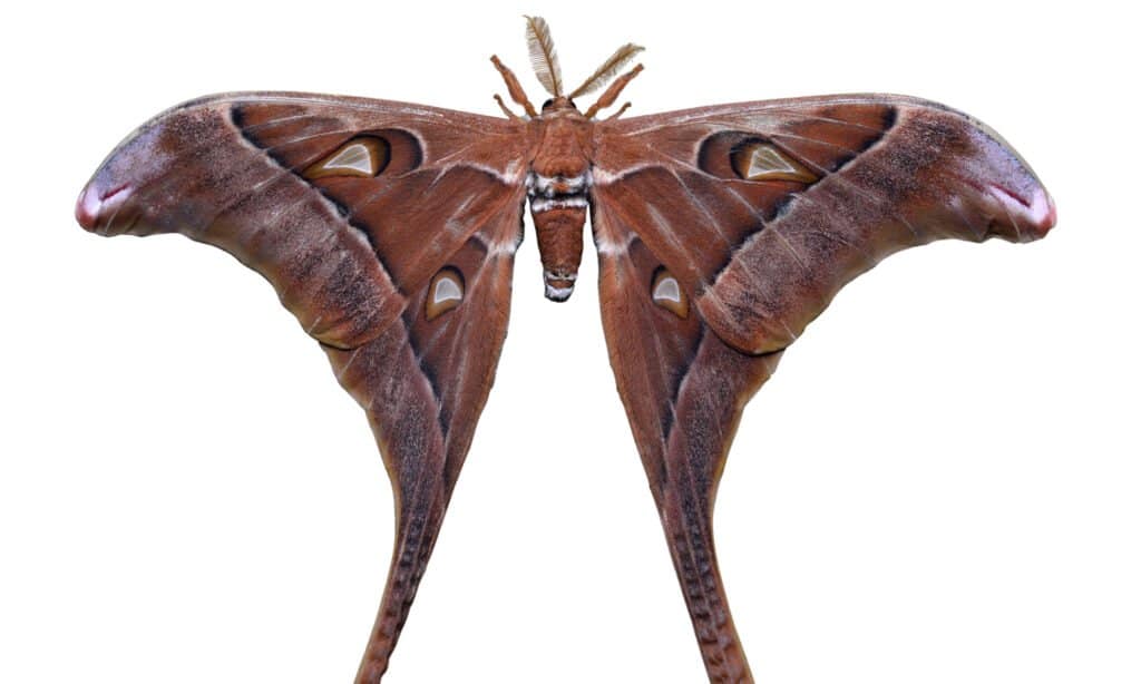 Hercules Moth è un colore marrone dorato e bianco, con macchie trasparenti sulle sezioni alari.