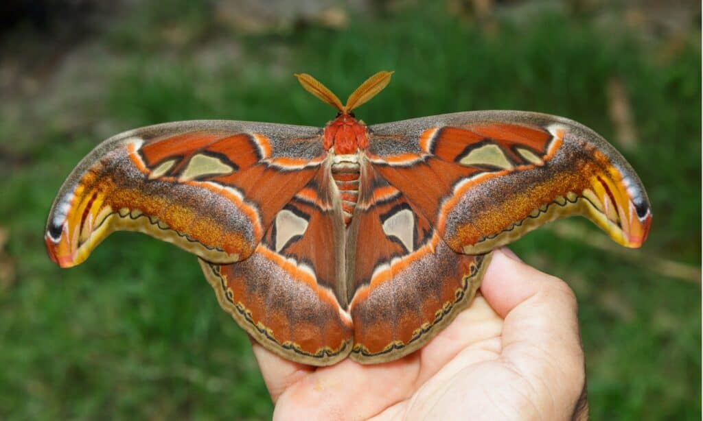 Falena femminile dell'Atlante con le ali aperte sulla mano di una persona.  L'Atlas Moth ha i colori delle ali di marrone ruggine, giallo chiaro, rosso, viola e nero.