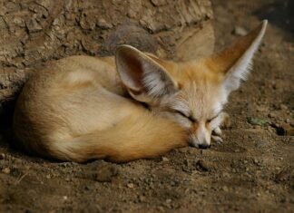 Fennec Fox
