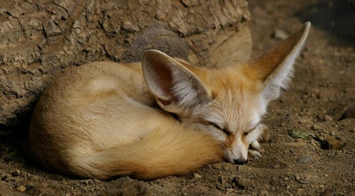 Fennec Fox

