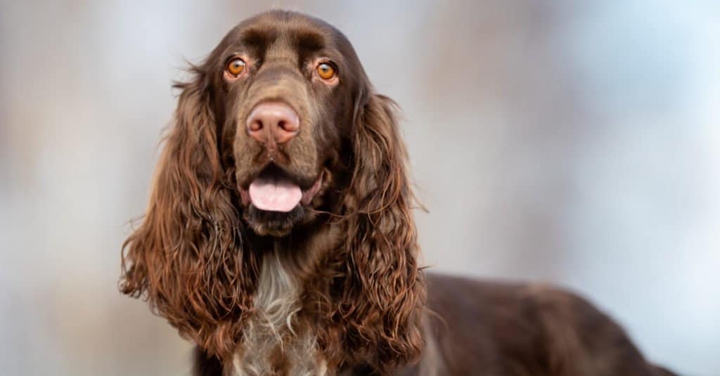 Colpo alla testa di Field Spaniel per adulti