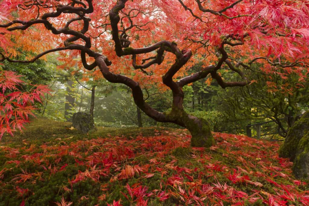albero di acero giapponese completamente cresciuto