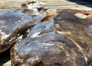 Fluke fish close up