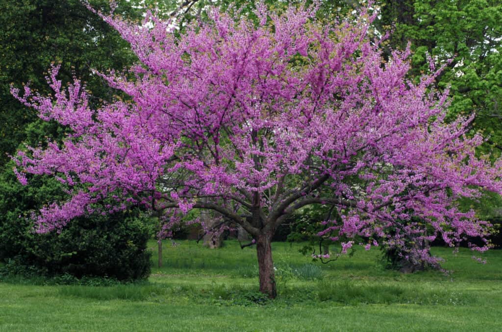 albero di redbud orientale in piena fioritura coperto di delicati fiori rosa contro un paesaggio verde.
