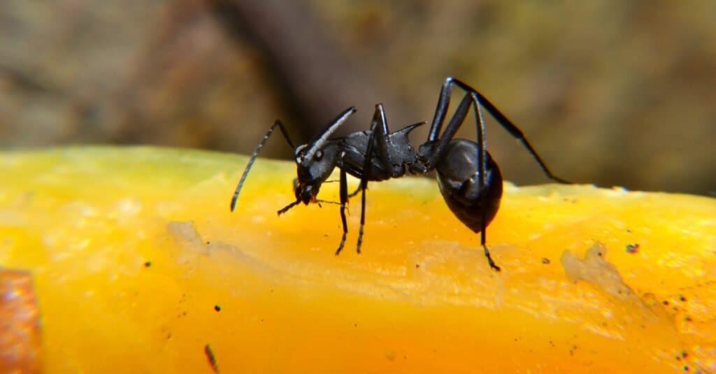 La formica carpentiere nera è una specie di formica carpentiere.  Camponotus pennsylvanicus è una delle più grandi specie di formiche carpentiere