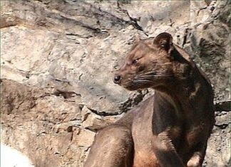 Fossa
