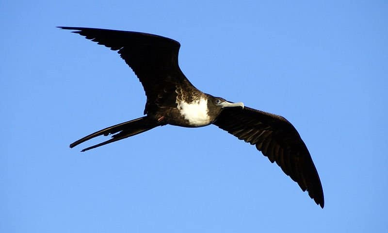 Frigatebird in volo che mostra la sua massiccia apertura alare