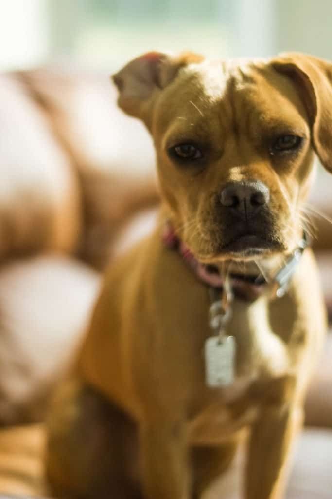 Frengle (mix di Bulldog francese Beagle) seduto sul divano