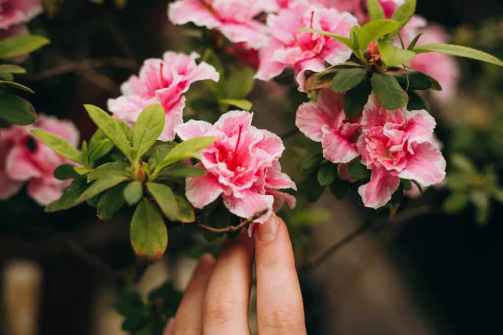 Fondo a macroistruzione del fiore in vaso dell'azalea