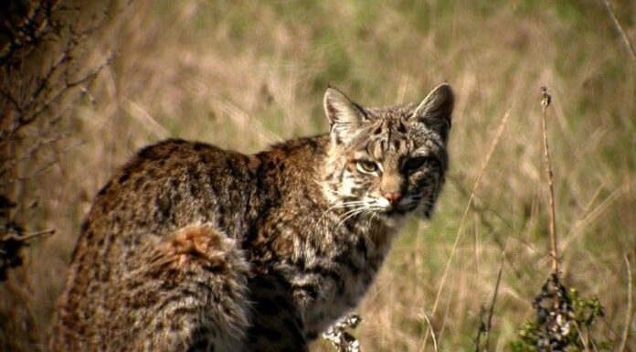 Gatto selvatico
