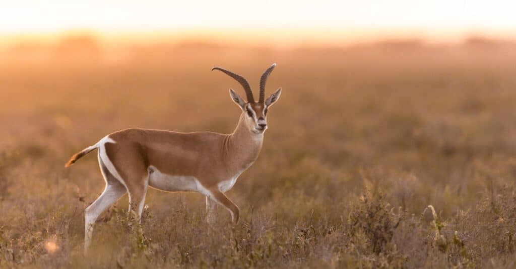 gazzella in campo aperto al tramonto