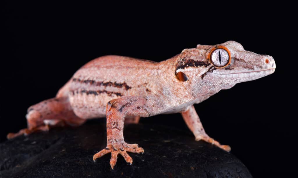 Un Gargoyle Gecko su uno sfondo nero