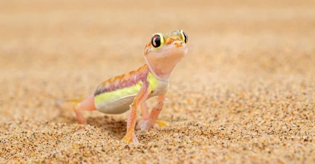 Namib Sand Gecko - Pachydactylus rangei, bellissimo piccolo geco endemico nell'Africa sudoccidentale, deserto del Namib, baia di Walvis, Namibia.